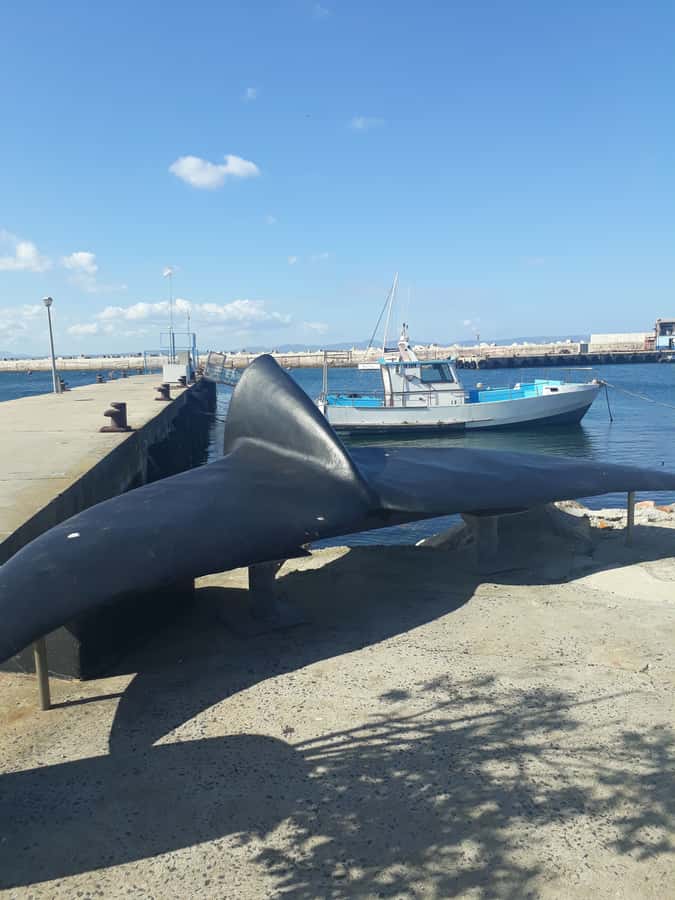 From Cape Town: Hermanus Whale Watching Tour with Transfer - Film studio, airport, and the way the route compresses Cape Town into one ride