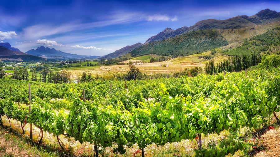 From Cape Town: Hermanus Whale Watching Tour with Transfer - Wine country on the way to the coast, Stellenbosch and Somerset West