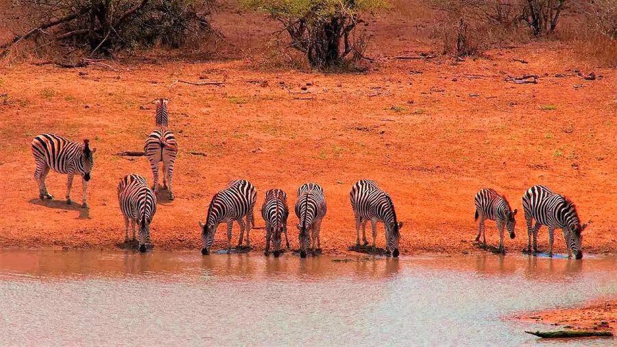 From Cape Town: Kruger National Park 2-Day Safari Trip - Key highlights worth your time