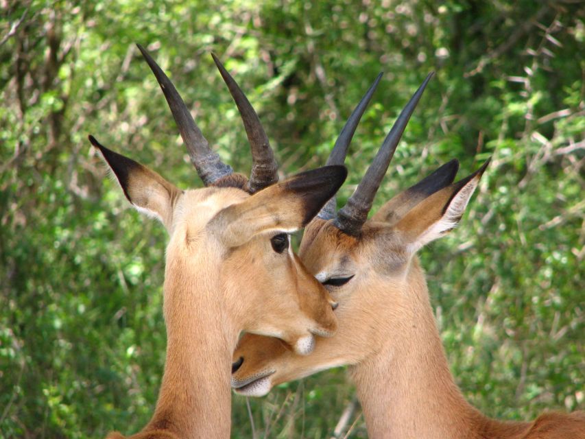From Cape Town: Kruger National Park 2-Day Safari Trip - The Cape Town to Kruger rhythm, and why it works
