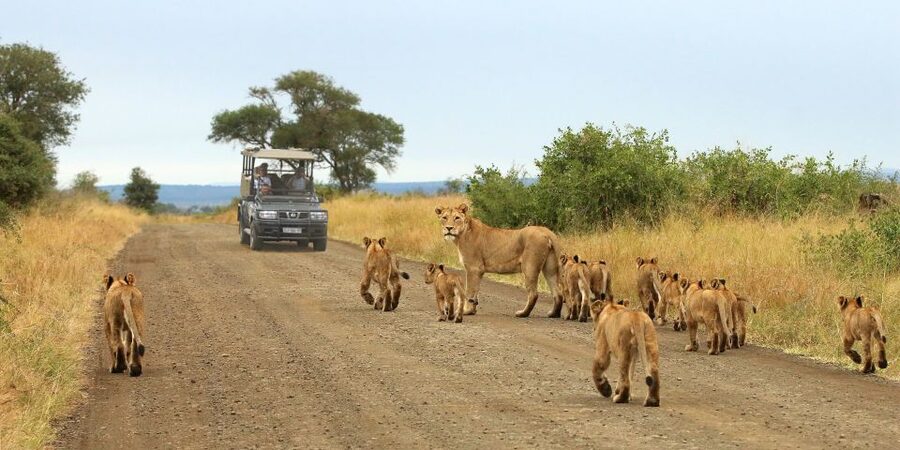 From Cape Town: Kruger National Park 2-Day Safari Trip - Day 2 dawn drive: the Big Five chances get real