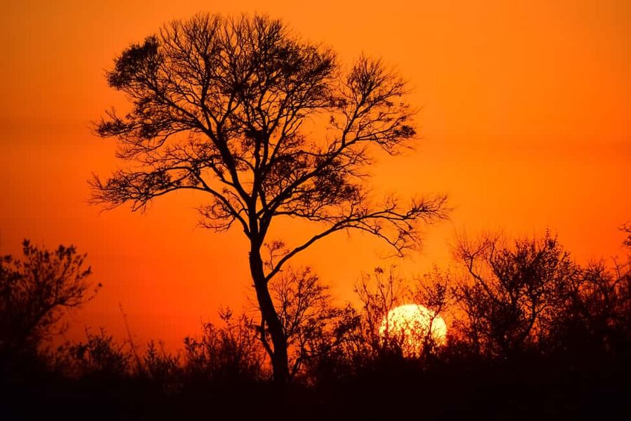 From Cape Town: Kruger National Park 2-Day Safari Trip - Who this safari suits best (and who should skip it)