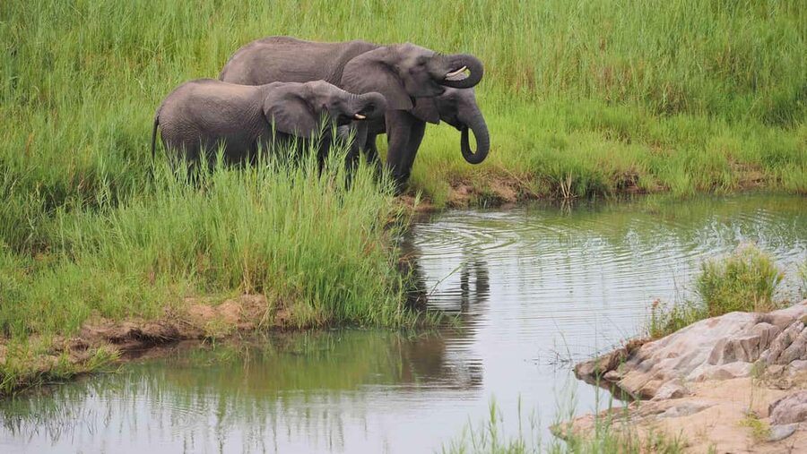 From Cape Town: Kruger National Park 2-Day Safari Trip - The practical stuff I’d plan around before you go