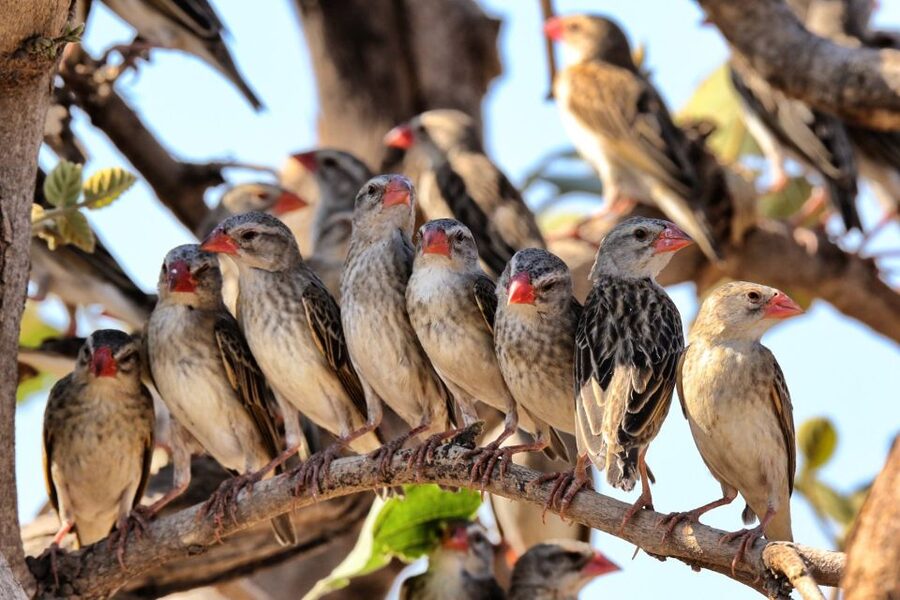 From Cape Town: Kruger National Park 2-Day Safari Trip - Getting to Mpumalanga and your first safari on Day 1