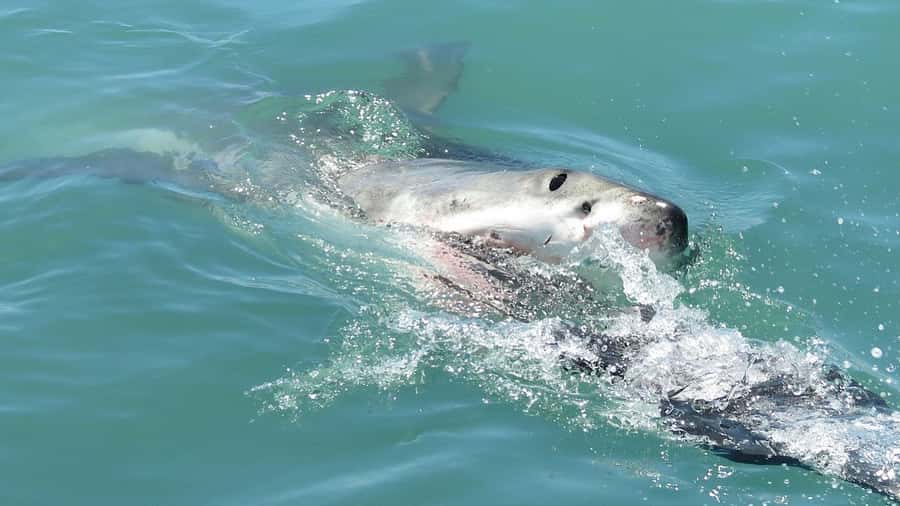 From Cape Town: Shark Cage Diving and Penguin Tour - Key takeaways before you go