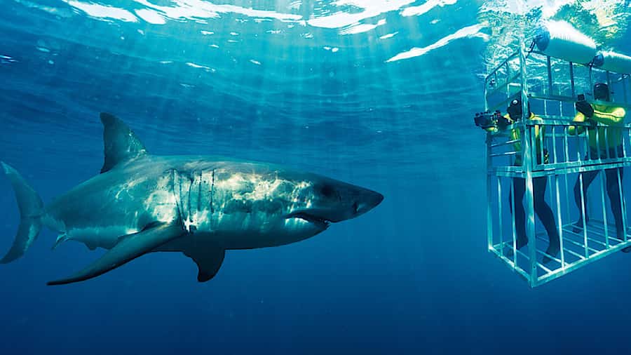 From Cape Town: Shark Cage Diving and Penguin Tour - From Cape Town to two wildlife moments in one day