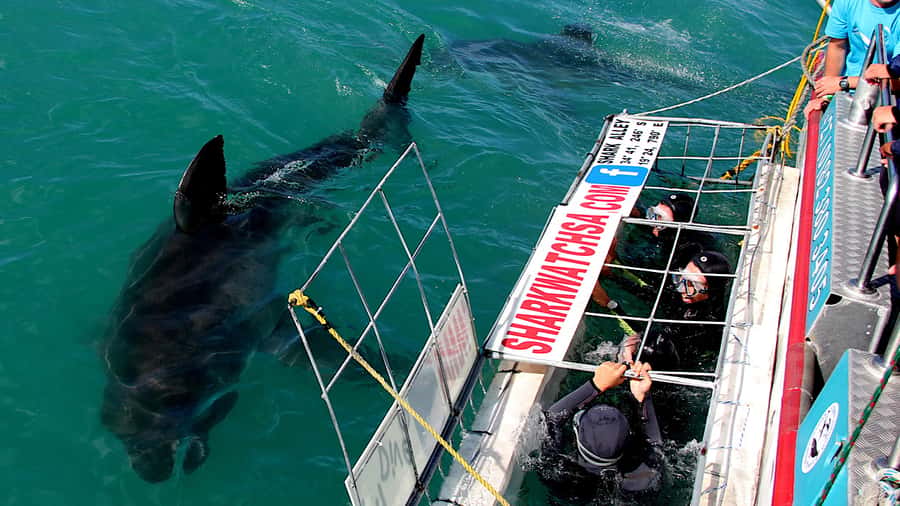 From Cape Town: Shark Cage Diving and Penguin Tour - Gansbaai and the shark cage experience: what you should expect