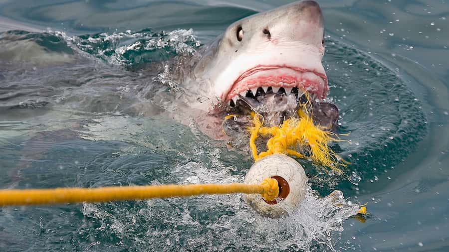 From Cape Town: Shark Cage Diving and Penguin Tour - After the sea time: warm shower, DVD viewing, and a certificate