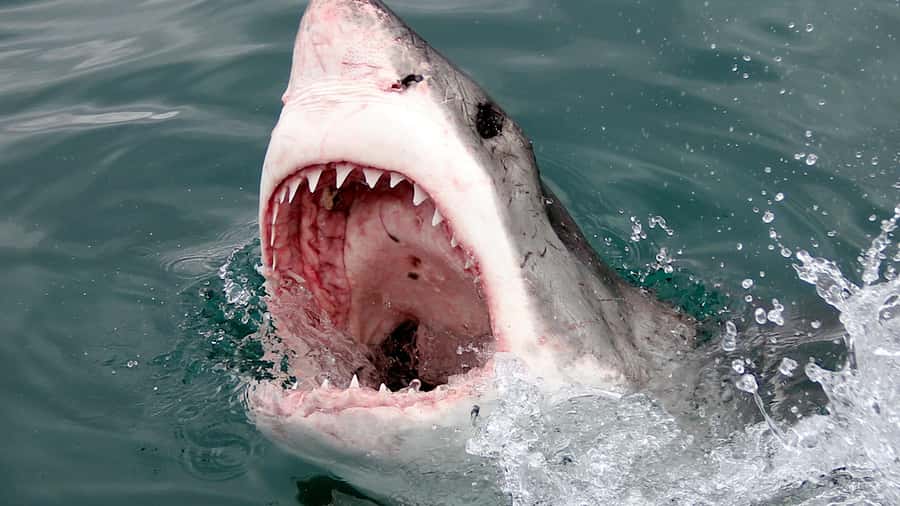 From Cape Town: Shark Cage Diving and Penguin Tour - Hermanus photo stop and guided visit time on the way back