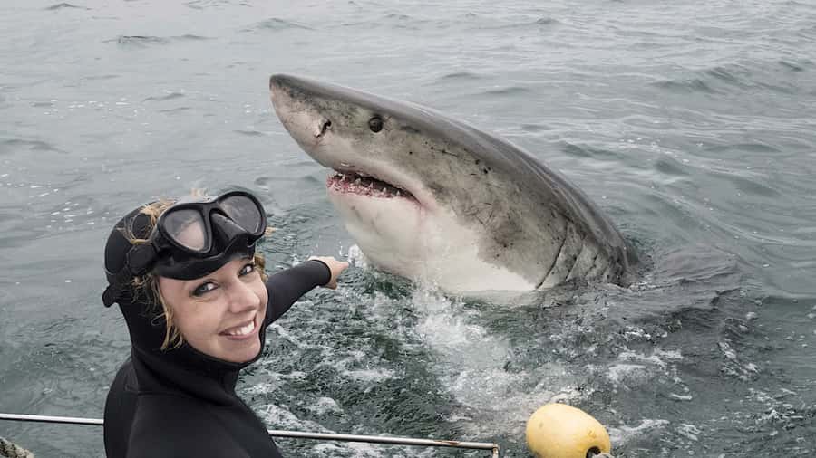 From Cape Town: Shark Cage Diving and Penguin Tour - Pickup, timing, and what your guide actually does