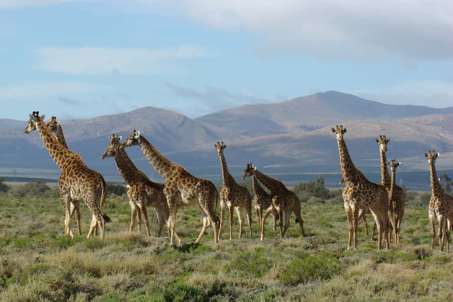 From Cape Town: South African Wildlife and Safari 2-Day Tour - Price, value, and what you are really paying for