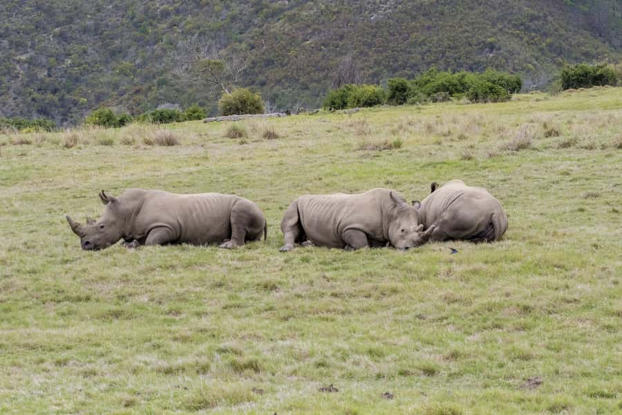 From Cape Town: South African Wildlife and Safari 2-Day Tour - Two days from Cape Town to Oudtshoorn: the “worth it” math