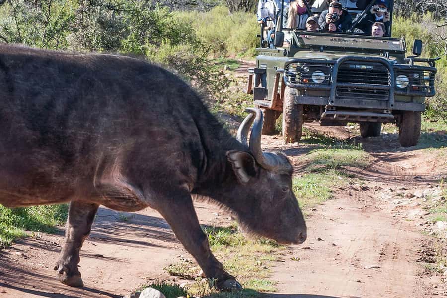 From Cape Town: South African Wildlife and Safari 2-Day Tour - Buffelsdrift Private Game Reserve: the smaller-wildlife bush drive that many people love