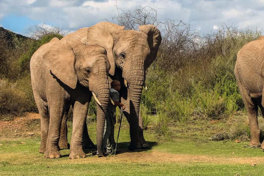 From Cape Town: South African Wildlife and Safari 2-Day Tour - The return via Route 62: long drive, frequent breaks, big scenery payoff
