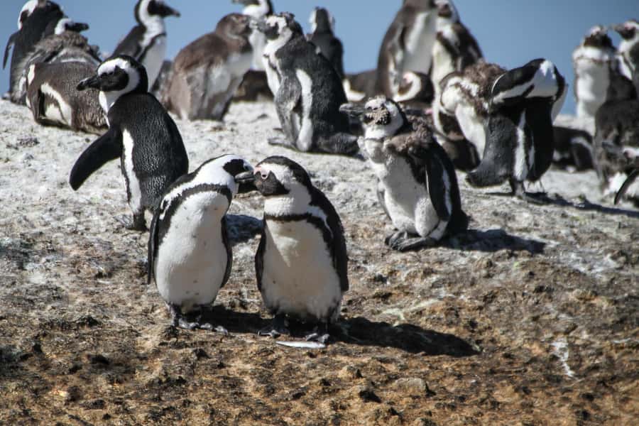 From Cape Town: Table Mountain and Cape of Good Hope Tour - Noordhoek coffee and pastries: a break that feels like a local detour