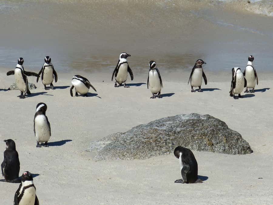 From Cape Town: Table Mountain and Cape of Good Hope Tour - Price and logistics: what you pay, and what you need to budget
