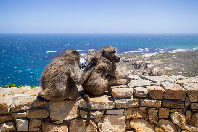 From Cape Town: Table Mountain, Cape of Good Hope & Penguins including Park Fees - Price and what you actually get for $284.69