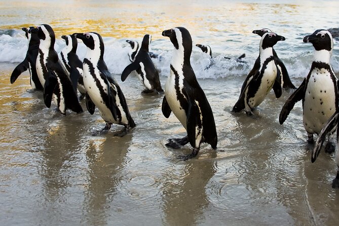 From Cape Town: Table Mountain, Cape of Good Hope & Penguins including Park Fees - Camps Bay and Hout Bay: the Atlantic outlook loop