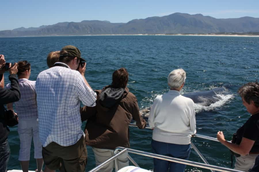 From Cape Town: Whale Watching Tour in Hermanus and Gansbaai - Grabouw break time: A short stop that keeps the day comfortable