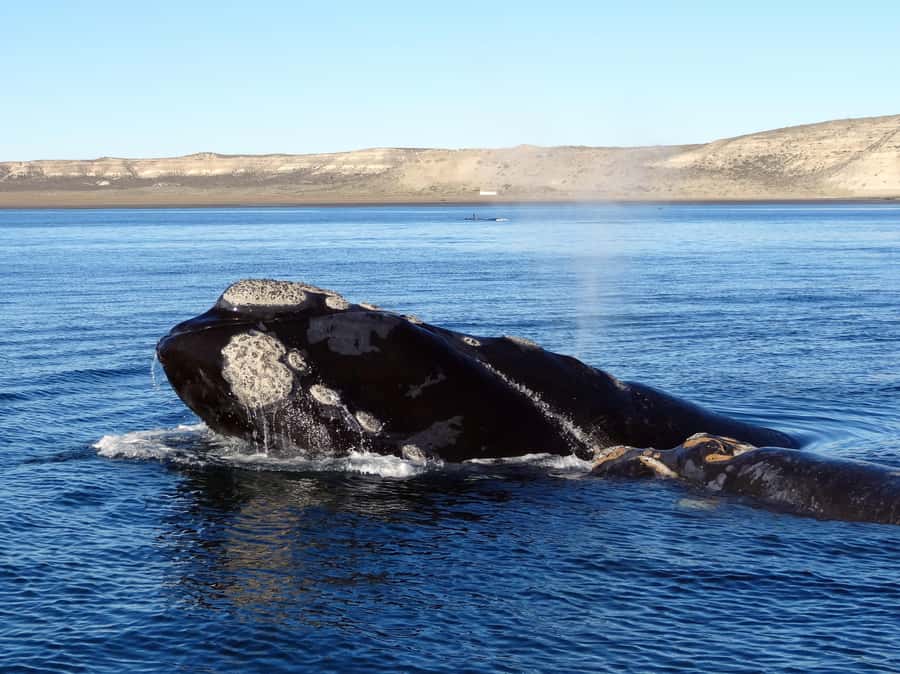 From Cape Town: Whale Watching Tour in Hermanus and Gansbaai - The Peregrine Farm Stall: Fresh, practical buys before or after the water