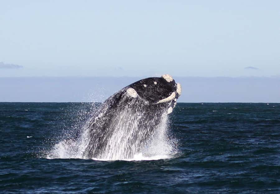 From Cape Town: Whale Watching Tour in Hermanus and Gansbaai - Guides and crews: The difference between seeing whales and understanding them