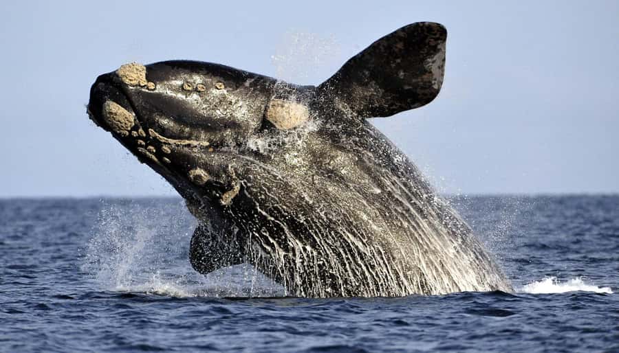 From Cape Town: Whale Watching Tour in Hermanus and Gansbaai - The 2-hour whale boat trip: Close viewing without the chaos