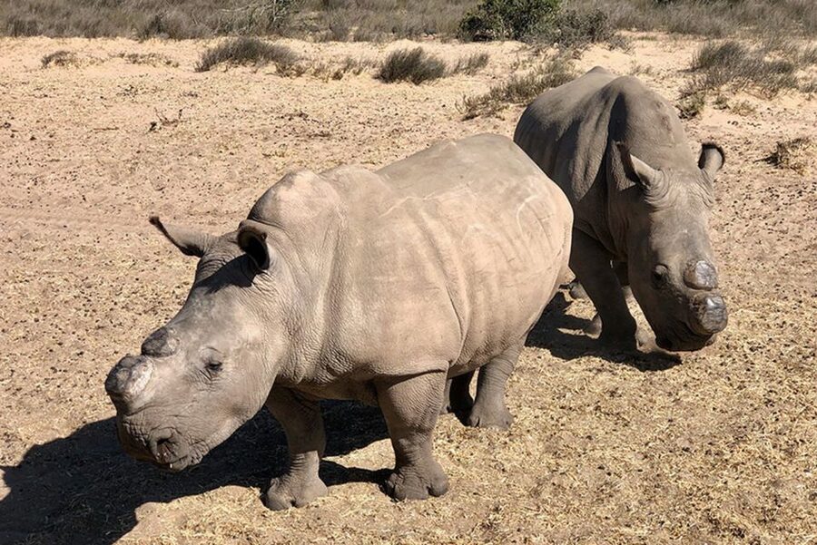 From Cape Town: Wildlife Safari, Olive, Beer & Wine Tasting - What the guide adds, and why Ian matters