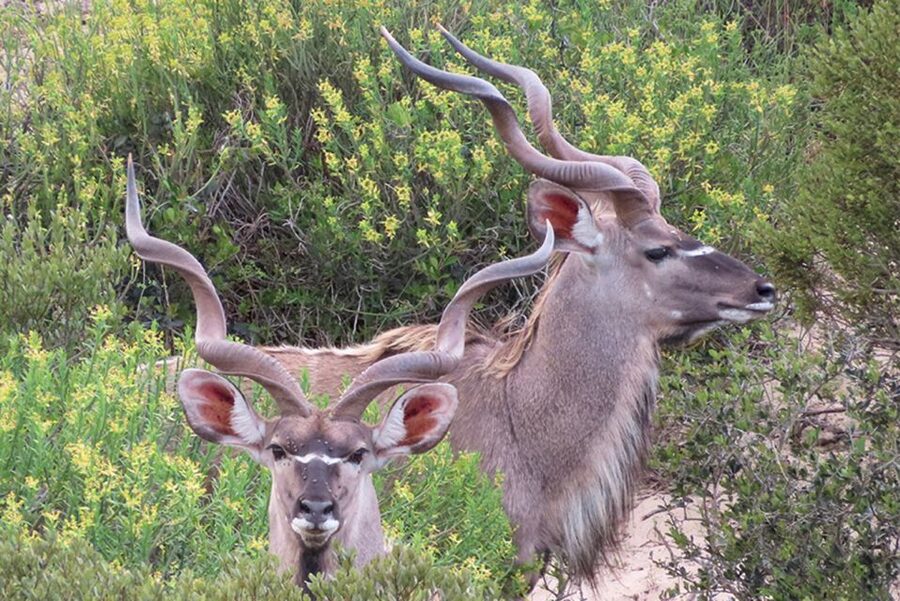 From Cape Town: Wildlife Safari, Olive, Beer & Wine Tasting - Buffelsfontein game drive: what to expect, and what not to expect