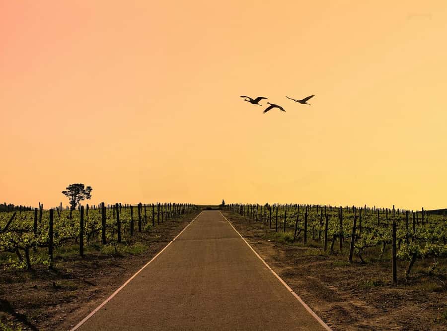 From Cape Town: Winelands Full Day Tour and Wine Tasting - Key highlights you’ll feel on this Cape Winelands day
