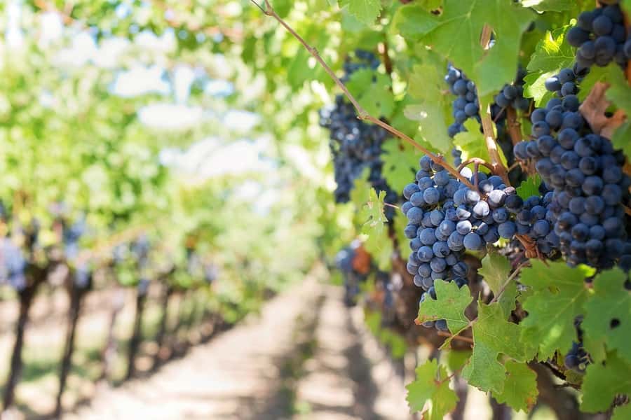 From Cape Town: Winelands Full Day Tour and Wine Tasting - Food on the day: lunch is not included, so plan for it