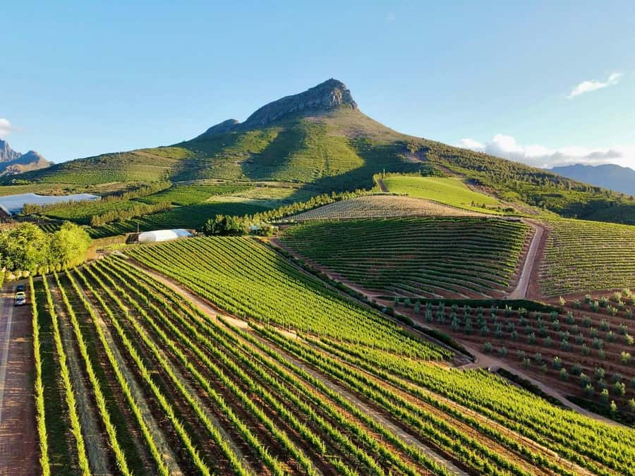 From Cape Town: Winelands Full Day Tour and Wine Tasting - Stellenbosch cellar tour and wine tasting: where you learn the basics fast