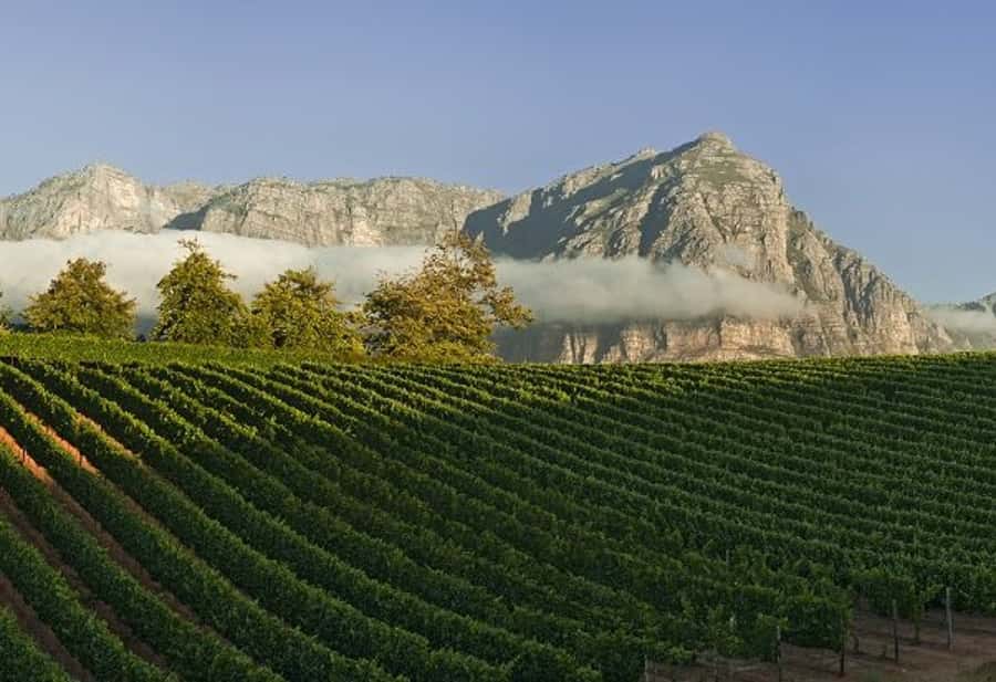 From Cape Town: Winelands Tour and Tastings - The Cape Winelands in One 8-Hour Shot
