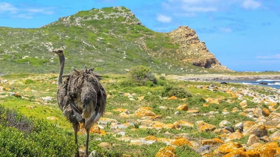 From CapeTown:Full Day Tour to Cape of Good Hope&Cape Point - Key Highlights You’ll Actually Care About
