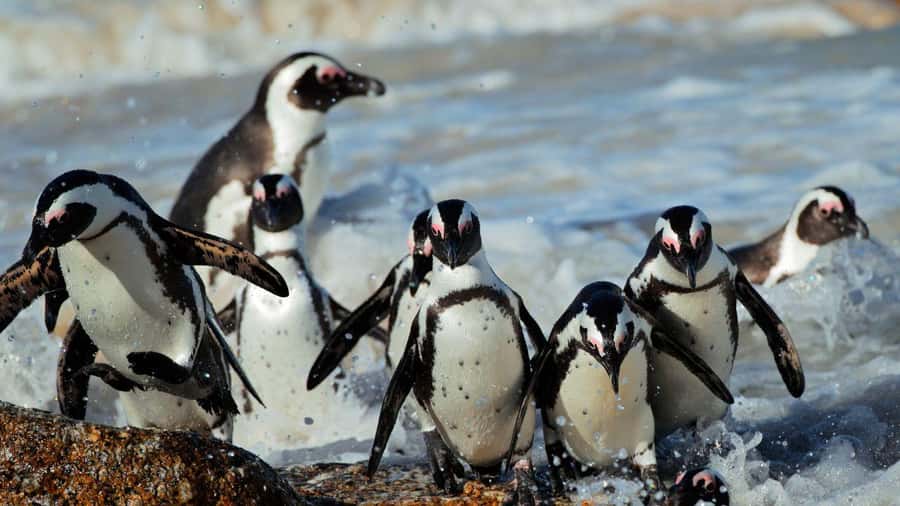 From CapeTown:Full Day Tour to Cape of Good Hope&Cape Point - A Day Trip That Packs the Peninsula Into One Route