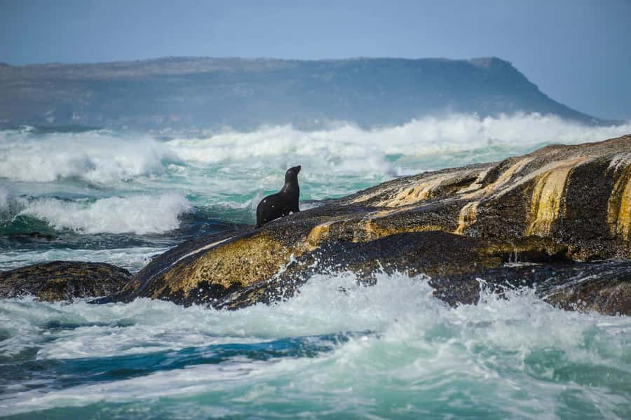 From CapeTown:Full Day Tour to Cape of Good Hope&Cape Point - Cape Point and Cape of Good Hope: Lighthouse, Cliffs, and Photo Spots