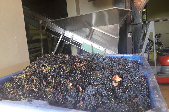 From CapeTown: Stellenbosch Half Day Wine Tour - Your morning starts with pickup, then straight to the winelands