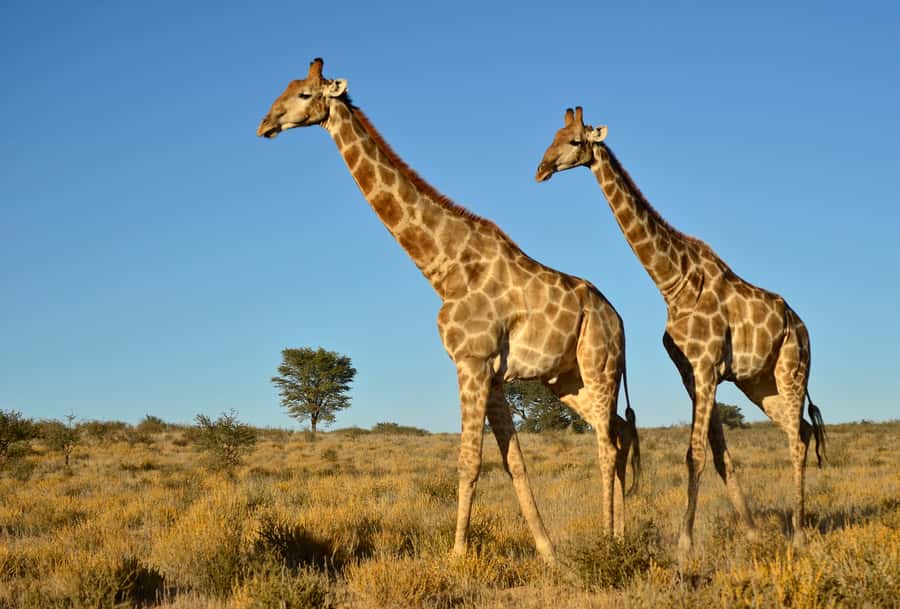From Durban: Half-Day Safari Tour - Inside Tala Private Game Reserve safari driving