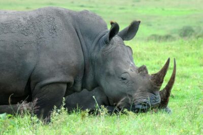 Half-Day Safari Tour