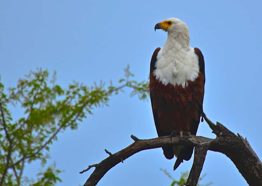 From Durban: Half-Day Safari Tour - Price and value: is $193 a smart buy?