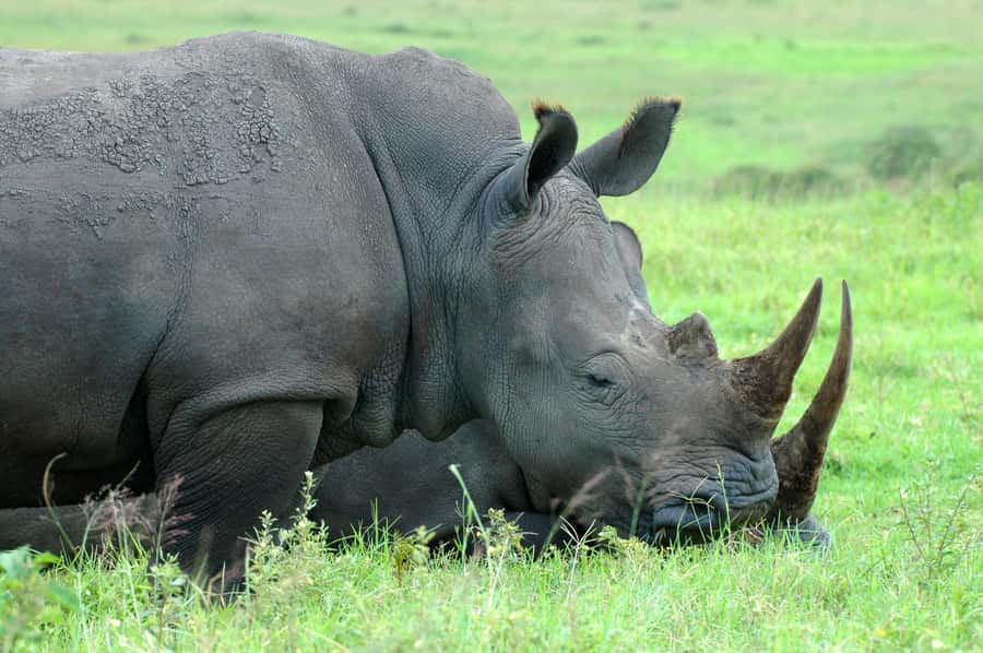 From Durban: Half-Day Safari Tour - Getting from Durban without wasting your day
