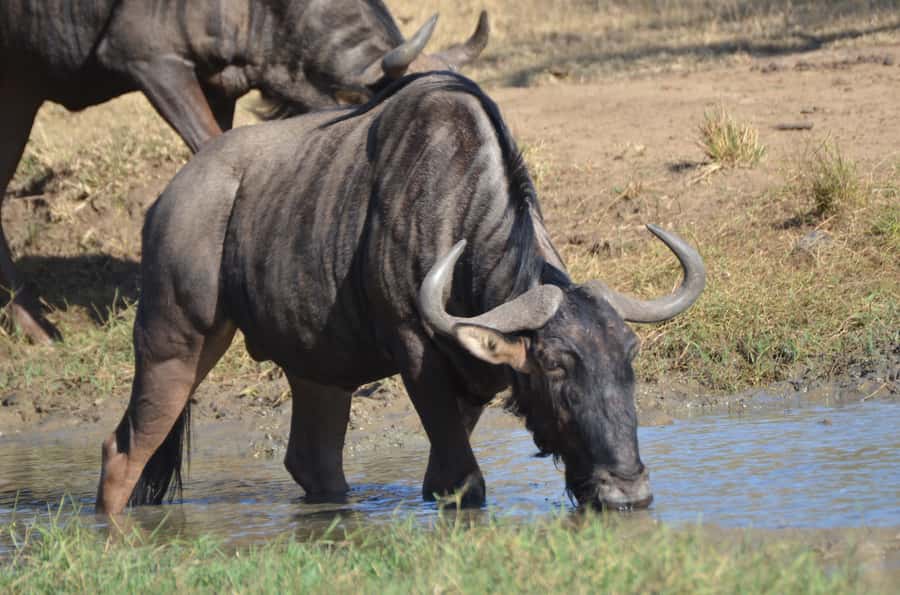 From Durban: Hluhluwe Imfolozi Game Reserve Day Trip - Key things to know before you go