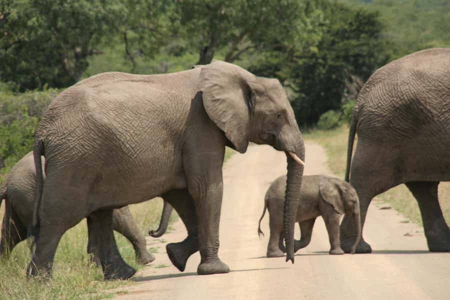 From Durban: Hluhluwe Imfolozi Game Reserve Day Trip - Getting from Durban to Zululand in one long day