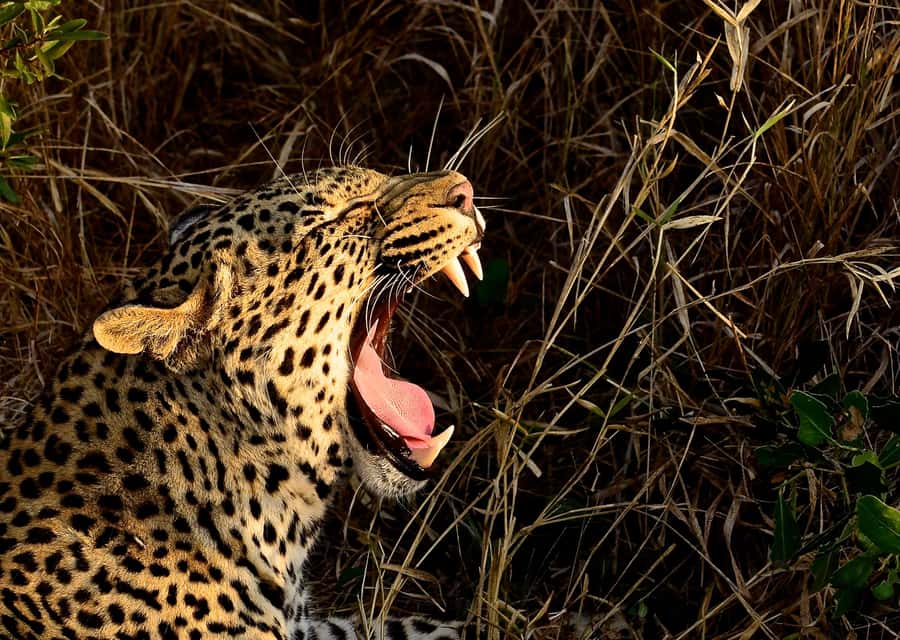 From Durban: Hluhluwe Imfolozi Game Reserve Day Trip - Game drive comfort, spotting power, and why the guide matters