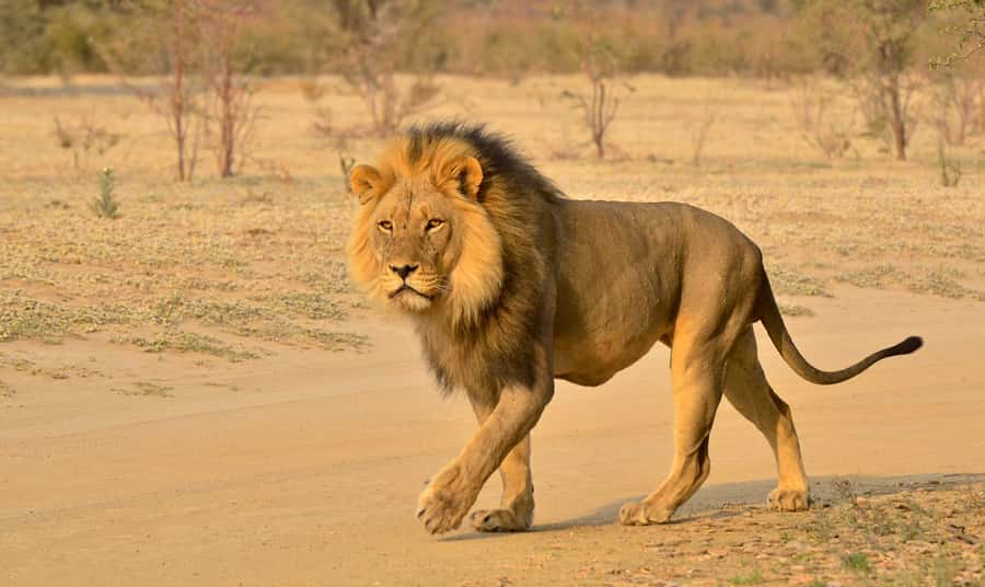 From Durban: Hluhluwe Imfolozi Game Reserve Day Trip - iSimangaliso Wetland Park boat cruise: what the 2 hours buys you