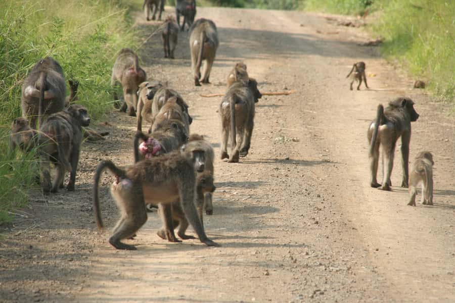From Durban: Hluhluwe Imfolozi Game Reserve Day Trip - Dumazulu Cultural Park: Zulu dancing and a beer tasting stop