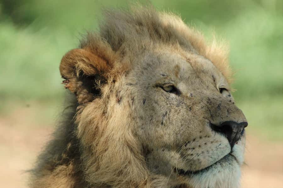 From Durban: Hluhluwe Imfolozi Game Reserve Day Trip - Price and value: what you’re really paying for at $242