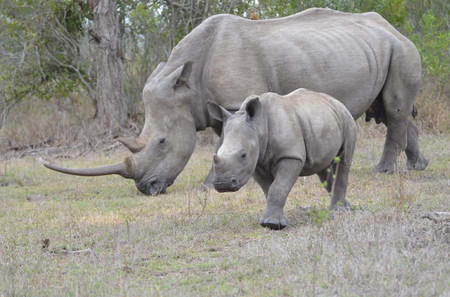 From Durban: Hluhluwe Imfolozi Game Reserve Day Trip - Hluhluwe Imfolozi: the oldest reserve with the Big Five goal