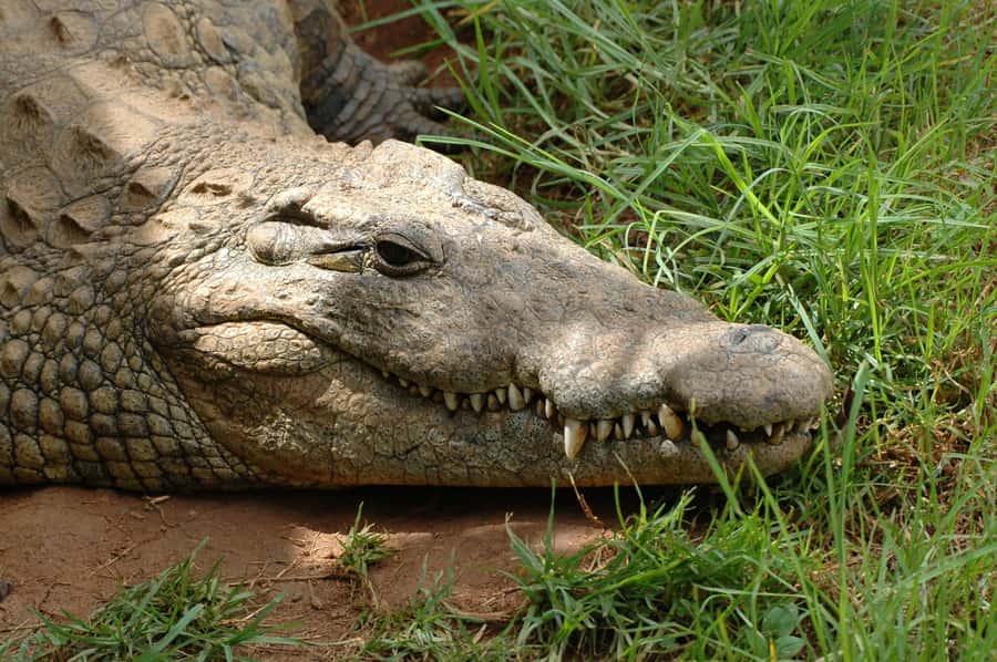 From Durban: Safari & PheZulu Village Day Tour - Key highlights worth planning around