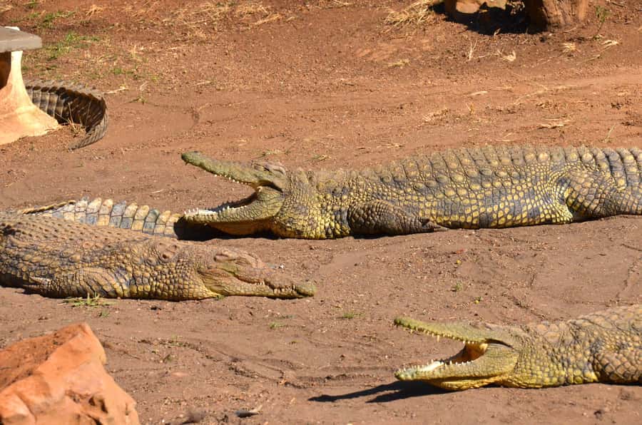 From Durban: Safari & PheZulu Village Day Tour - From Durban With a Full-Day Safari and Culture Rhythm