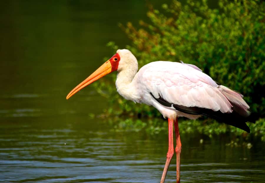 From Durban: St. Lucia Wetlands Boat Ride - Key things to know before you go